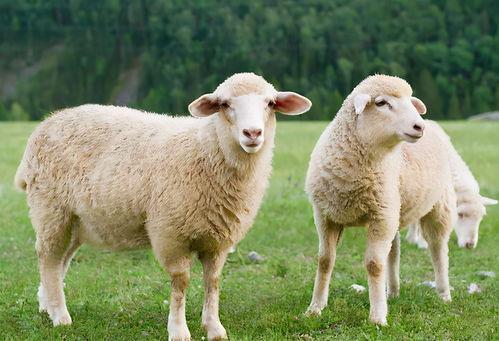 羊咩咩黑料退网,退网背后的真相与反思