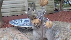 网红电气鼠黑料,黑料背后的真相与反思